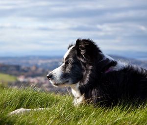 Preview wallpaper dog, grass, lying, waiting