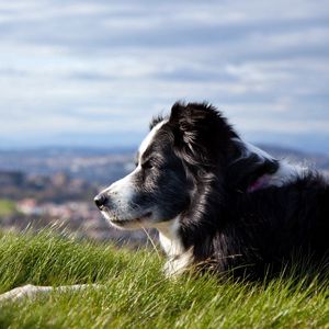 Preview wallpaper dog, grass, lying, waiting