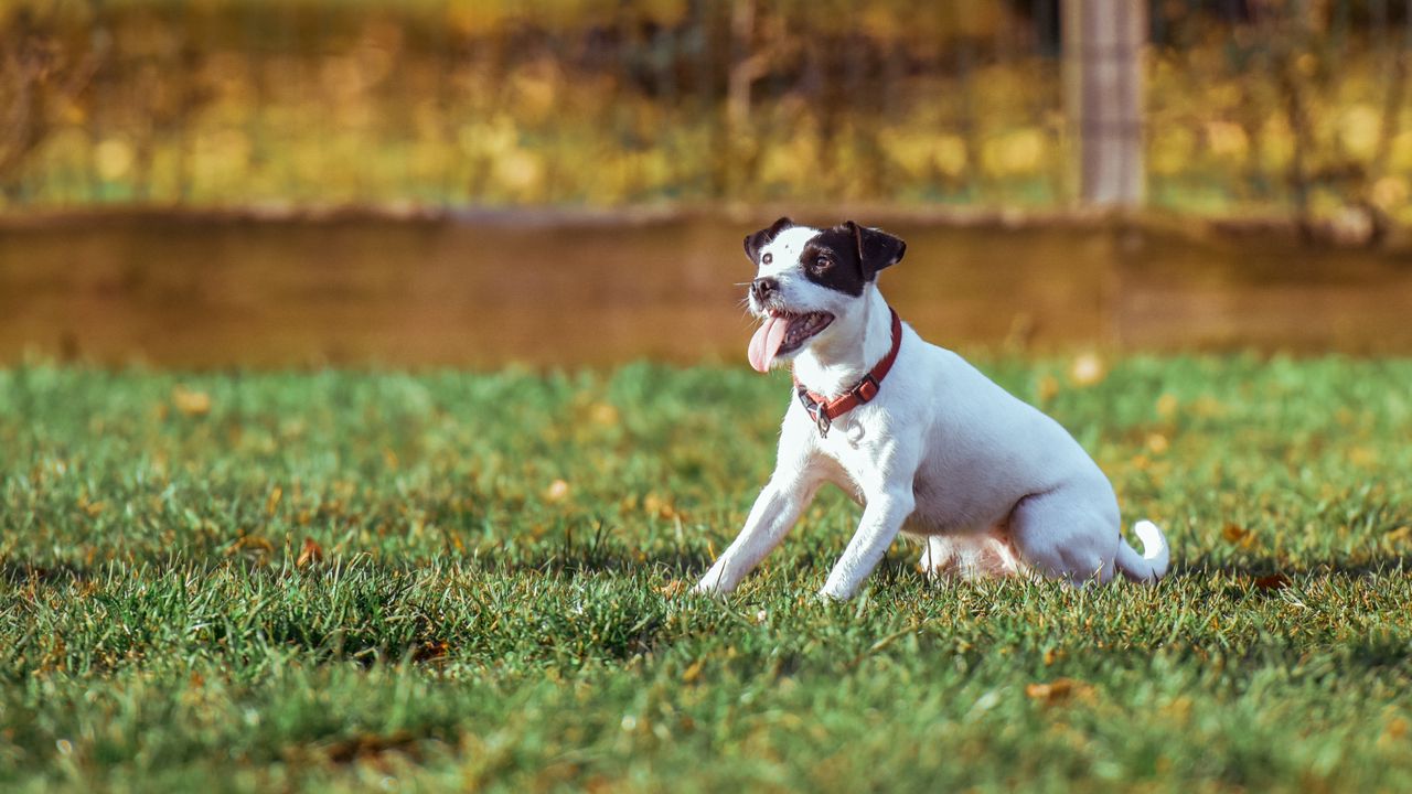 Wallpaper dog, grass, playful, sunlight
