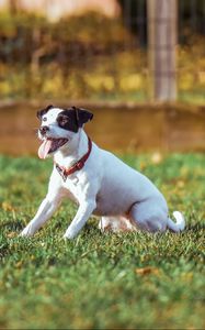 Preview wallpaper dog, grass, playful, sunlight