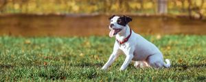 Preview wallpaper dog, grass, playful, sunlight