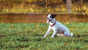 Preview wallpaper dog, grass, playful, sunlight