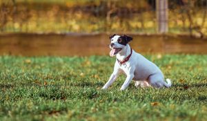 Preview wallpaper dog, grass, playful, sunlight