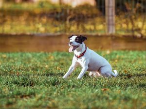 Preview wallpaper dog, grass, playful, sunlight