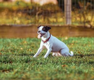 Preview wallpaper dog, grass, playful, sunlight