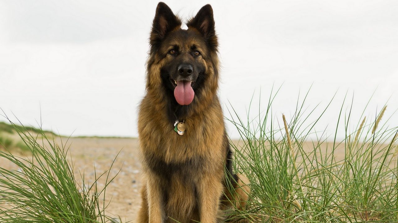 Wallpaper dog, grass, protruding tongue, shepherd