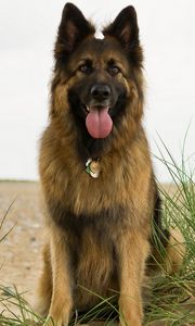 Preview wallpaper dog, grass, protruding tongue, shepherd