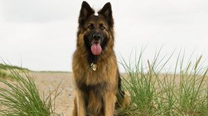 Preview wallpaper dog, grass, protruding tongue, shepherd