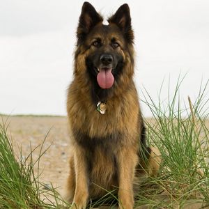 Preview wallpaper dog, grass, protruding tongue, shepherd