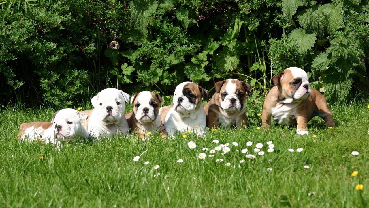 Wallpaper dog, grass, puppies