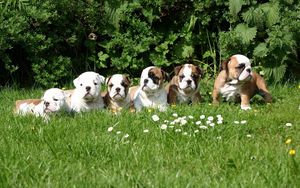 Preview wallpaper dog, grass, puppies