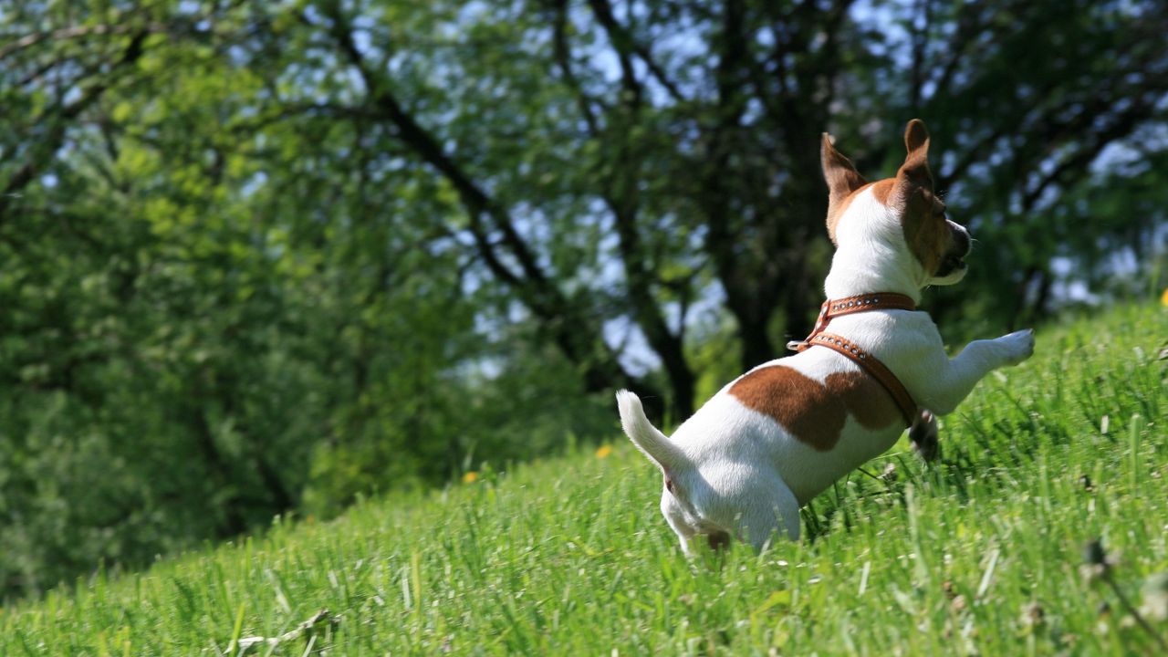 Wallpaper dog, grass, puppy, play, jump