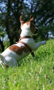 Preview wallpaper dog, grass, puppy, play, jump