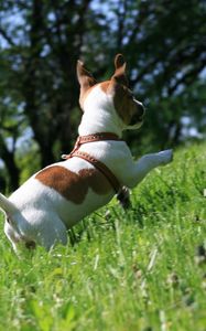 Preview wallpaper dog, grass, puppy, play, jump