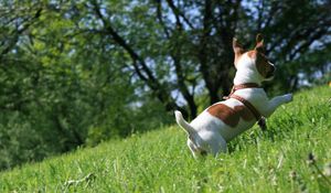 Preview wallpaper dog, grass, puppy, play, jump