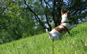 Preview wallpaper dog, grass, puppy, play, jump