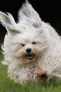 Preview wallpaper dog, grass, run, fluffy