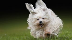 Preview wallpaper dog, grass, run, fluffy