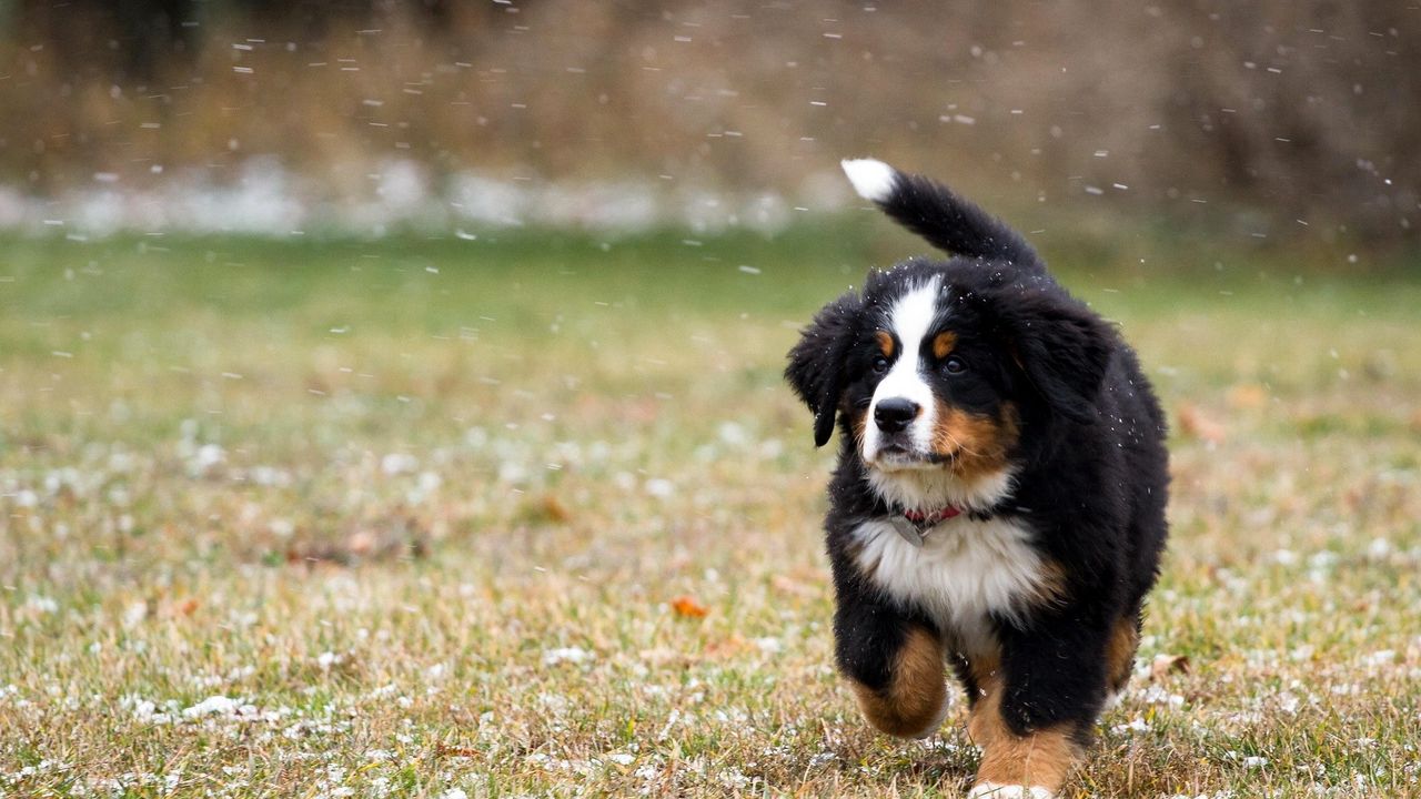 Wallpaper dog, grass, running, beautiful, puppy