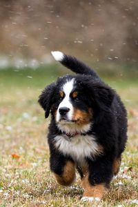 Preview wallpaper dog, grass, running, beautiful, puppy