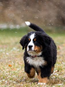 Preview wallpaper dog, grass, running, beautiful, puppy