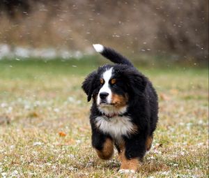 Preview wallpaper dog, grass, running, beautiful, puppy