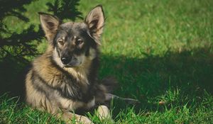 Preview wallpaper dog, grass, shade, lies