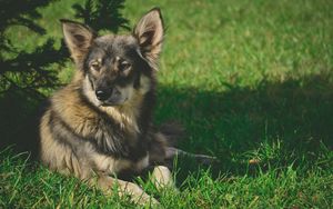 Preview wallpaper dog, grass, shade, lies