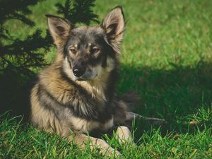 Preview wallpaper dog, grass, shade, lies