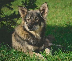 Preview wallpaper dog, grass, shade, lies