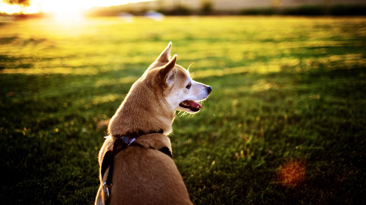 Wallpaper dog, grass, sit, rest, sunset, tongue