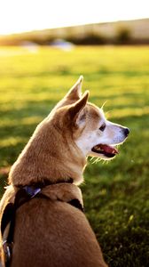 Preview wallpaper dog, grass, sit, rest, sunset, tongue