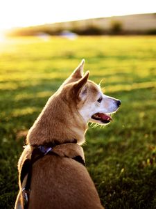 Preview wallpaper dog, grass, sit, rest, sunset, tongue