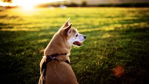 Preview wallpaper dog, grass, sit, rest, sunset, tongue