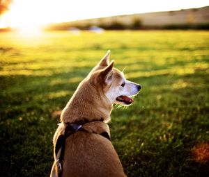 Preview wallpaper dog, grass, sit, rest, sunset, tongue