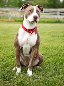 Preview wallpaper dog, grass, sit, color, spotted