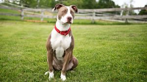 Preview wallpaper dog, grass, sit, color, spotted