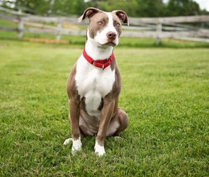 Preview wallpaper dog, grass, sit, color, spotted