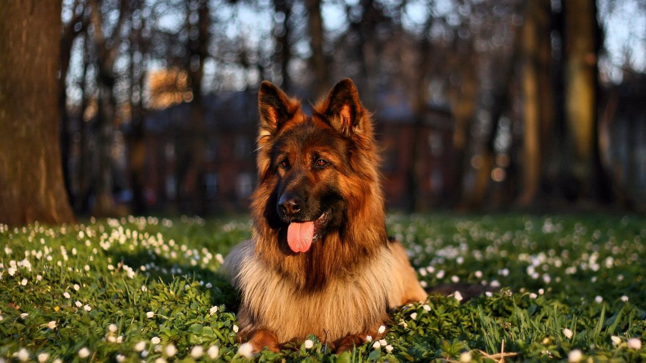 Wallpaper dog, grass, sit, protruding tongue