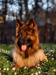 Preview wallpaper dog, grass, sit, protruding tongue