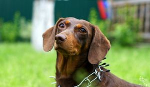 Preview wallpaper dog, grass, summer, view, loyalty, friend