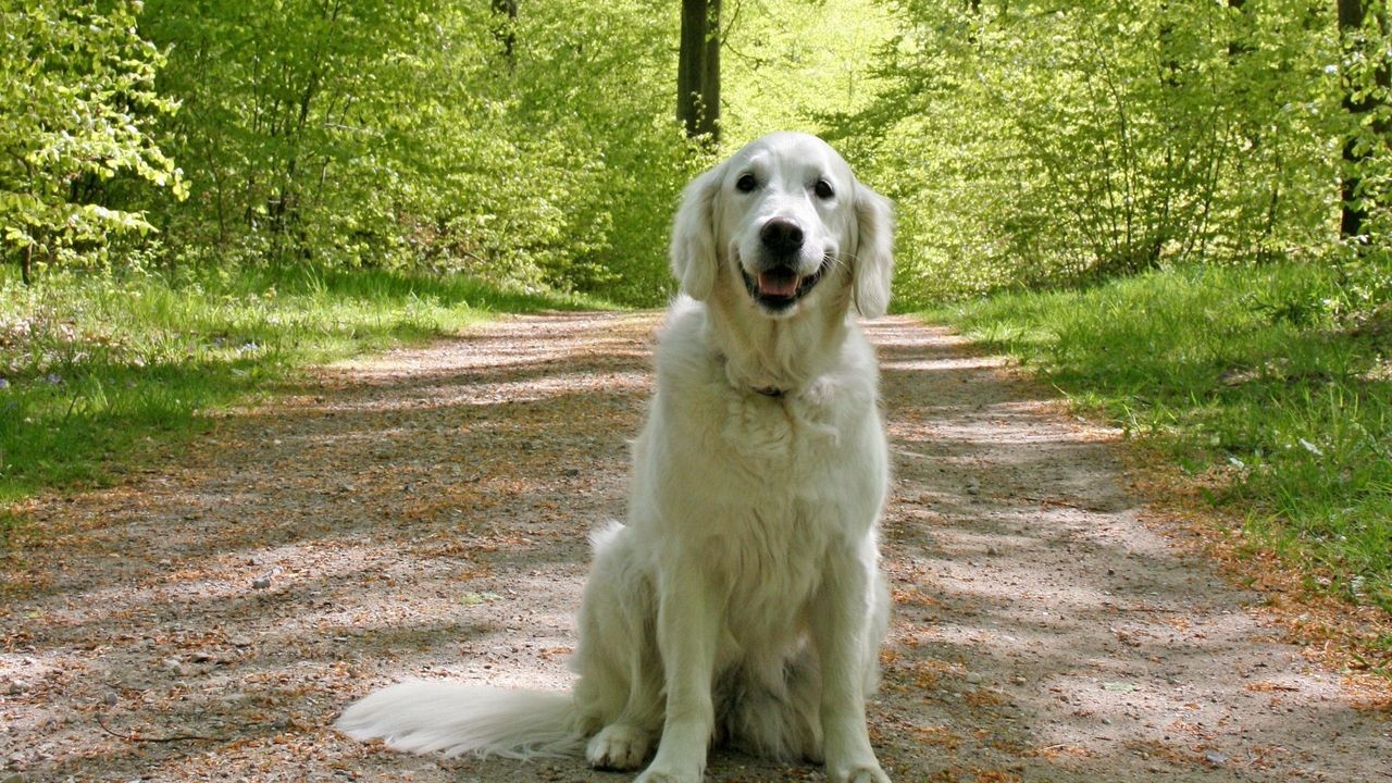 Wallpaper dog, grass, trail, sit