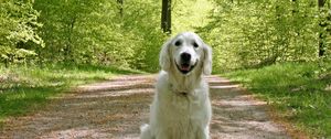 Preview wallpaper dog, grass, trail, sit