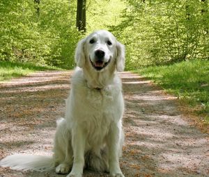 Preview wallpaper dog, grass, trail, sit