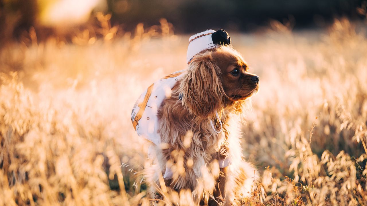 Wallpaper dog, grass, walk, sunlight