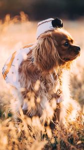 Preview wallpaper dog, grass, walk, sunlight