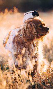 Preview wallpaper dog, grass, walk, sunlight