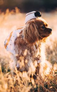 Preview wallpaper dog, grass, walk, sunlight