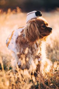 Preview wallpaper dog, grass, walk, sunlight