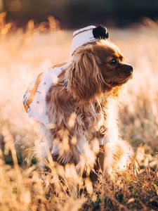 Preview wallpaper dog, grass, walk, sunlight